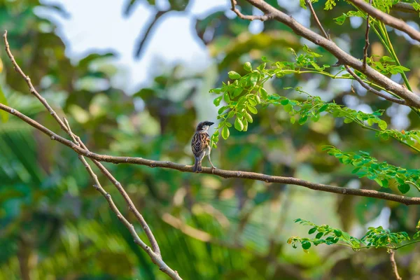 栖息在大自然树枝上的麻雀 — 图库照片