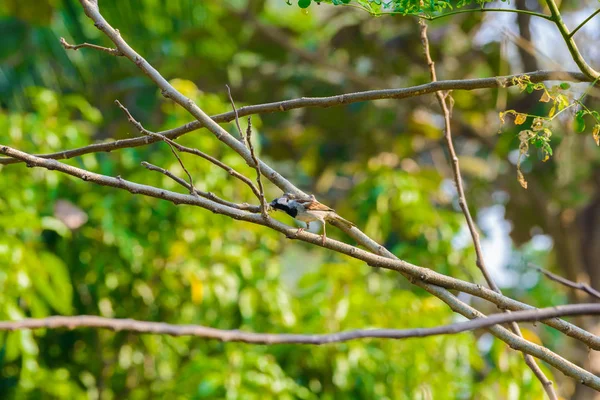 Haussperling Hockt Der Natur Auf Einem Ast — Stockfoto