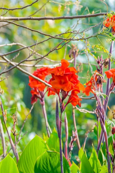 Radiante Canna Lily Blossom Dia Verão — Fotografia de Stock