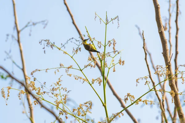 Brown Gerdanlı Sunbird Veya Düz Gerdanlı Sunbird Zeytin Doğada Bir — Stok fotoğraf