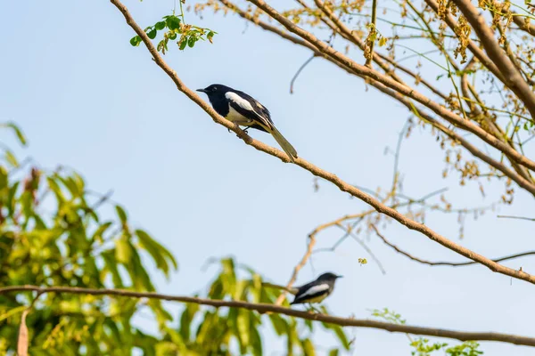 亚洲喜鹊 亚洲喜鹊 普通喜鹊 异食癖 鸟栖息在一个分支性质 — 图库照片