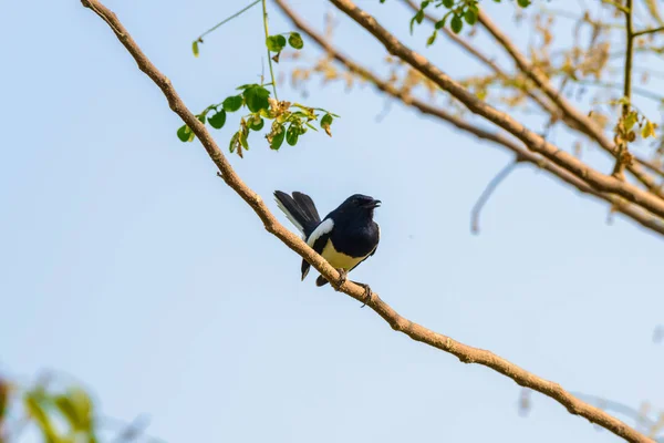 Gazza asiatica, Gazza asiatica, Gazza comune (Pica pica) uccello perchi — Foto Stock