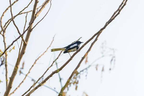 Urraca Asiática Urraca Asiática Urraca Común Pica Pica Pájaro Posado — Foto de Stock