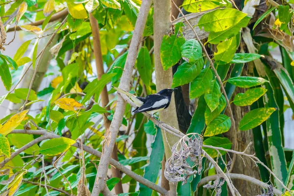 Urraca Asiática Urraca Asiática Urraca Común Pica Pica Pájaro Posado — Foto de Stock