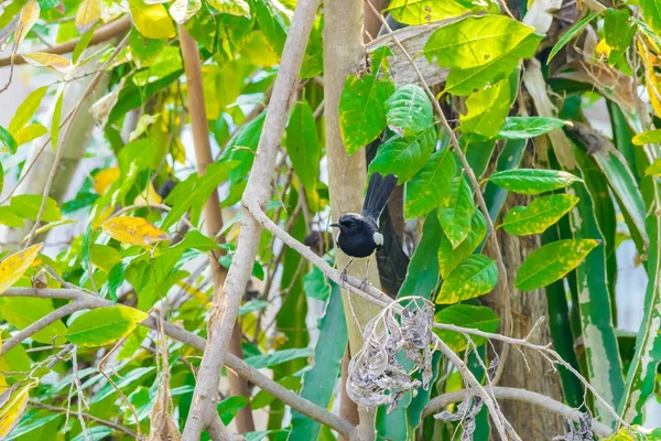 Asya Saksağan Asya Saksağan Doğada Dal Tıraşlama Ortak Saksağan Pika — Stok fotoğraf