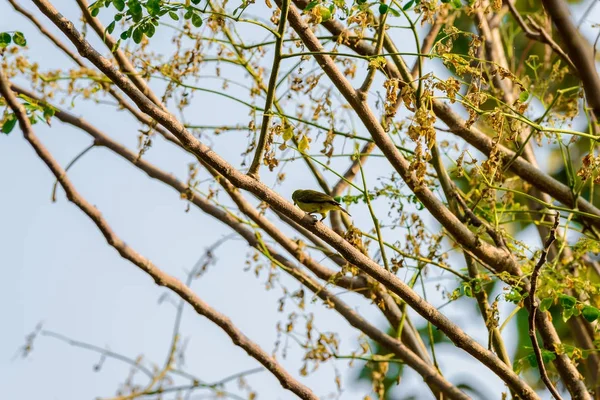 Brown Throated Sunbird Plain Throated Sunbird Olive Backed Sunbird Gele — Stockfoto