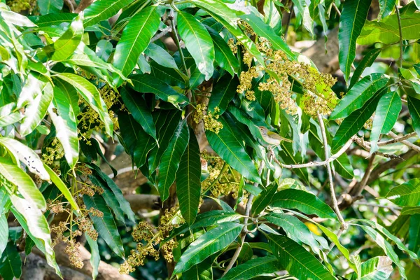 Brown-throated Sunbird or Plain-throated Sunbird on a tree branc — Stock Photo, Image