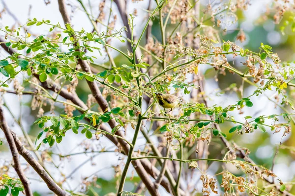 Sunbird de garganta marrón o Sunbird de garganta llana en una rama de árbol —  Fotos de Stock