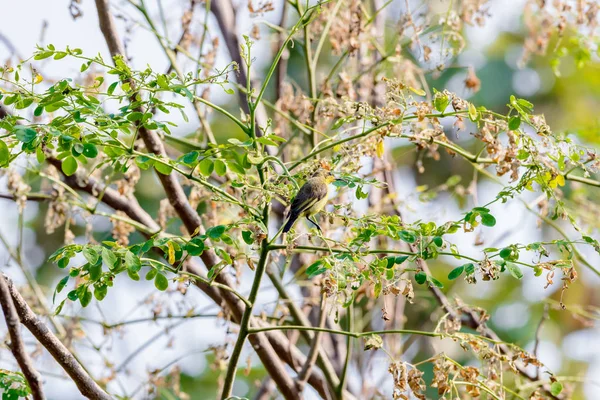 Brunstrupig Sunbird eller Plain-throated Sunbird på ett träd branc — Stockfoto