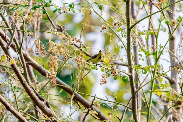 Brown-throated Sunbird or Plain-throated Sunbird on a tree branc — Stock Photo, Image