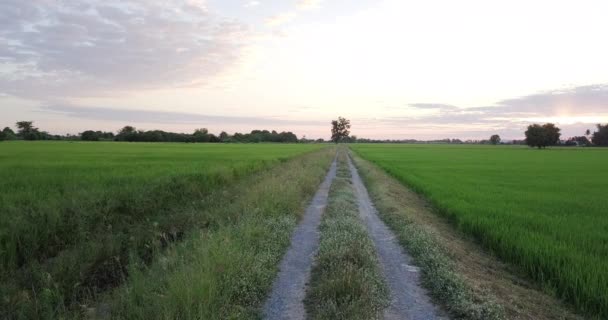 Luftaufnahme Bewegt Sich Entlang Fußweg Großen Baum Neben Zwei Reisfeldern — Stockvideo