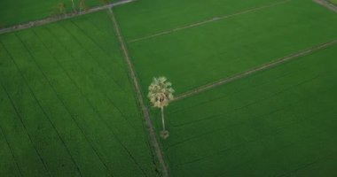 Havadan görünümü dronlar şeker palmiye ağaçları etrafında ve patika boyunca iki paddy alanları kırsal sahne Tayland sinek. 