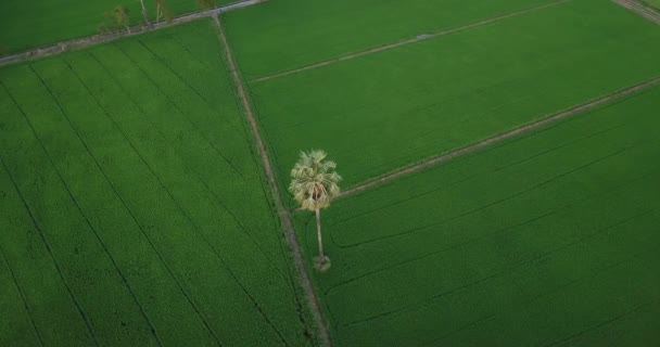 鸟瞰无人机飞行在糖棕榈树和沿小径在二稻田旁边农村场面泰国 — 图库视频影像