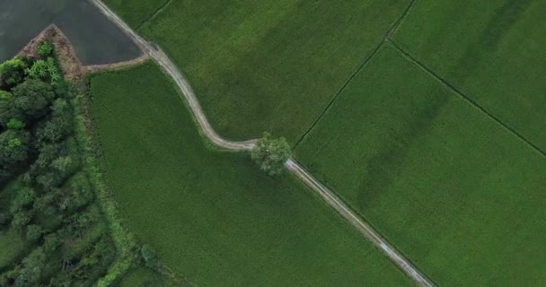 航空写真ビュー トップ下へ見ている空から見ると歩道に沿って回転 つ水田の横にある 大きな木の上の浮動小数点フィールドの田園風景タイ 鳥瞰図 — ストック動画