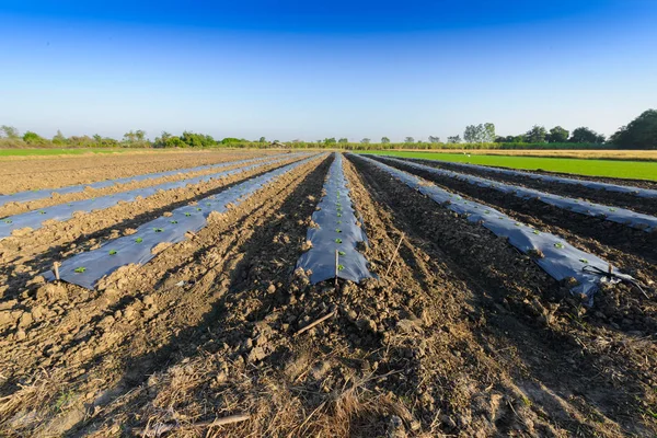 El campo de recuperación del suelo en preparación para la siembra o plantin —  Fotos de Stock