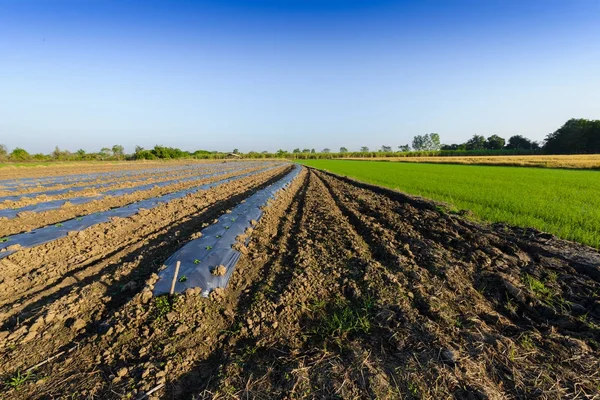 A recuperação do solo de campo em preparação para semeadura ou plantin — Fotografia de Stock