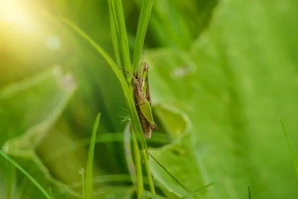 草地上的草叶上的蚱蜢在田野里靠近 绿色蚱蜢蝗虫的宏观相片 — 图库照片