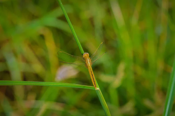 Macro of dragonfly on the grass leave. Dragonfly in the nature. Dragonfly in the nature habitat. Beautiful nature scene with butterfly Common Darter, Sympetrum striolatum.