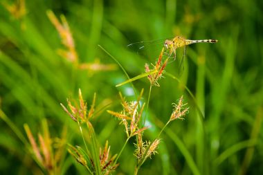 Makro yusufçuk çimenlerin üzerinde bırakın. Yusufçuk doğada. Yusufçuk doğa ortamlarında. Güzel doğa sahne kelebek ortak Pasifik'ten oğlan, Sympetrum striolatum ile.