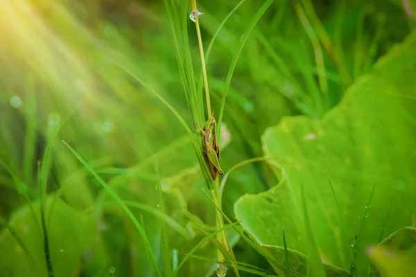 Çekirge Çim Yaprağı Üzerinde Alanını Kapat Yeşil Çekirge Çekirge Böcek — Stok fotoğraf
