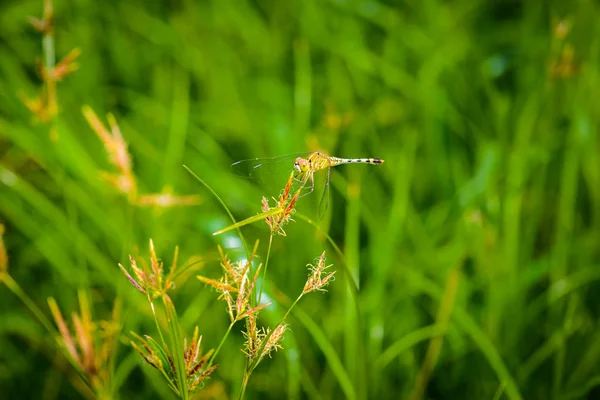 Macro Libélula Hierba Deja Libélula Naturaleza Libélula Hábitat Natural Hermosa — Foto de Stock