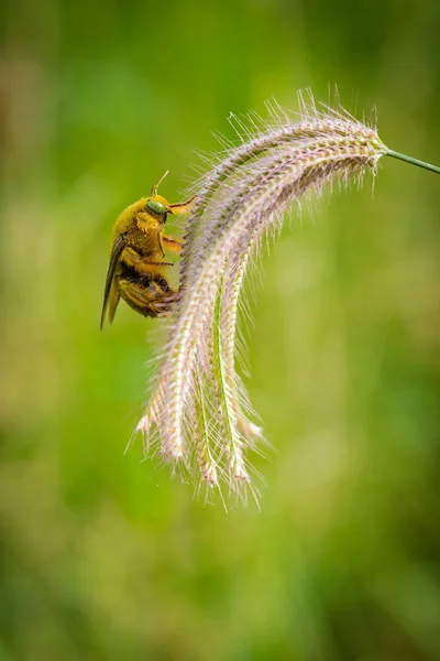 Çiçekler Çim Doğada Arı Yakalamak Bumble — Stok fotoğraf
