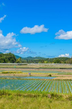 Çilek ekimi için toprak hazırlanması, çilek alan kısmen kapsanan ile tarım Beyaz Polar fleece alanda, çilekli tesisleri, satırlarla meyve üretim, Chiang Mai, Tayland.
