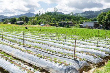 Çilek ekimi için toprak hazırlanması, çilek alan kısmen kapsanan ile tarım Beyaz Polar fleece alanda, çilekli tesisleri, satırlarla meyve üretim, Chiang Mai, Tayland.