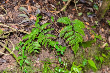 Ang Ka Luang Doğa Trail ağaç üzerinde Mos Fern ağacı Chiang Mai, Tayland Doi Inthanon Milli Parkı'nın zirvesinde bir yağmur ormanı içinde eğitici bir doğa izi. fotoğrafçı ve turistler için çok popüler. Doğal ve Seyahat Konsepti.
