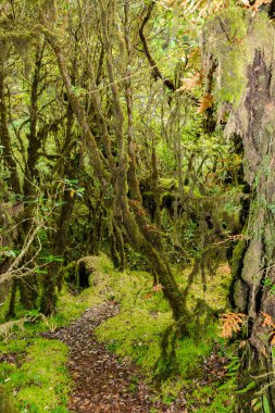 Ang Ka Luang doğa iz eğitim bir doğa iz içinde Chiang Mai, Tayland en yüksek Doi Inthanon Ulusal Park'ta bir yağmur ormanı var. fotoğrafçı ve turistler için çok popüler. Doğal ve seyahat kavramı.