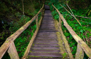 Ang Ka Luang doğa iz eğitim bir doğa iz içinde Chiang Mai, Tayland en yüksek Doi Inthanon Ulusal Park'ta bir yağmur ormanı var. fotoğrafçı ve turistler için çok popüler. Doğal ve seyahat kavramı.