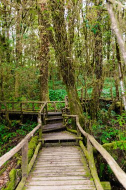 Ang Ka Luang doğa iz eğitim bir doğa iz içinde Chiang Mai, Tayland en yüksek Doi Inthanon Ulusal Park'ta bir yağmur ormanı var. fotoğrafçı ve turistler için çok popüler. Doğal ve seyahat kavramı.