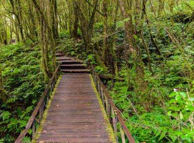 Ang Ka Luang doğa iz eğitim bir doğa iz içinde Chiang Mai, Tayland en yüksek Doi Inthanon Ulusal Park'ta bir yağmur ormanı var. fotoğrafçı ve turistler için çok popüler. Doğal ve seyahat kavramı.