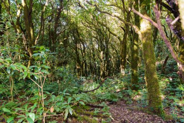 Kew Mae Pan Trekking doğa iz iz derin tropikal yağmur ormanları orman manzara ile lider. Seyahat arka plan kew mae pan Doi Inthanon Park, chiang mai, Tayland