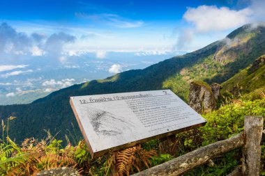 Kew Mae Pan Trekking doğa iz iz derin tropikal yağmur ormanları orman manzara ile lider. Seyahat arka plan kew mae pan Doi Inthanon Park, chiang mai, Tayland