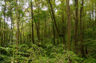 Kew Mae Pan Trekking doğa iz iz derin tropikal yağmur ormanları orman manzara ile lider. Seyahat arka plan kew mae pan Doi Inthanon Park, chiang mai, Tayland