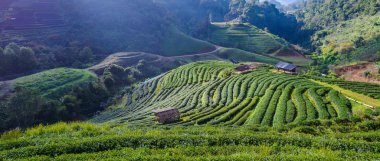 Manzara çay Ekim 2000 Doi Ang Khang, Chaing Mai, Tayland