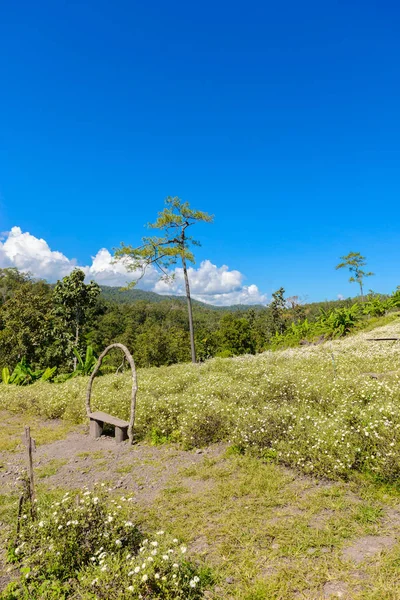 Uprawy Chryzantemy Produkcji Wody Chryzantemy Herbaty Aomlong Samoeng Chiang Mai — Zdjęcie stockowe