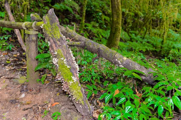 Mousse Les Champignons Sauvages Sur Arbre Dans Ang Luang Nature — Photo