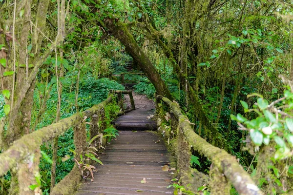 ルアン自然歩道は チェンマイ タイでピークのドイ インタノン国立公園の熱帯雨林の中の教育の自然歩道です 写真家や観光客に非常に人気 旅行のコンセプト — ストック写真