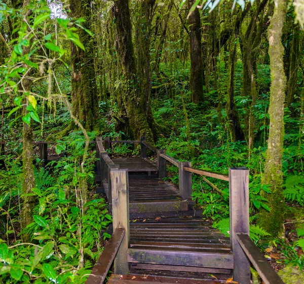 Ang Ka Luang Nature Trail is an educational nature trail inside a rainforest on the peak of Doi Inthanon National Park in Chiang Mai, Thailand. very popular for photographer and tourists. Natural and Travel Concept.