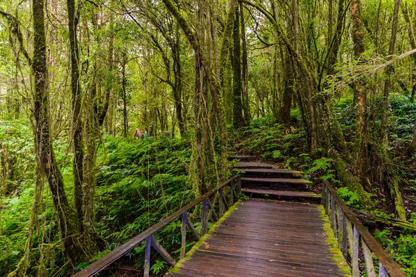ルアン自然歩道は チェンマイ タイでピークのドイ インタノン国立公園の熱帯雨林の中の教育の自然歩道です 写真家や観光客に非常に人気 旅行のコンセプト — ストック写真