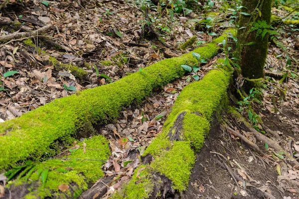 우림의 풍경을 산책로 트레킹 코스에서 로그에 Inthanon 치앙마이 — 스톡 사진