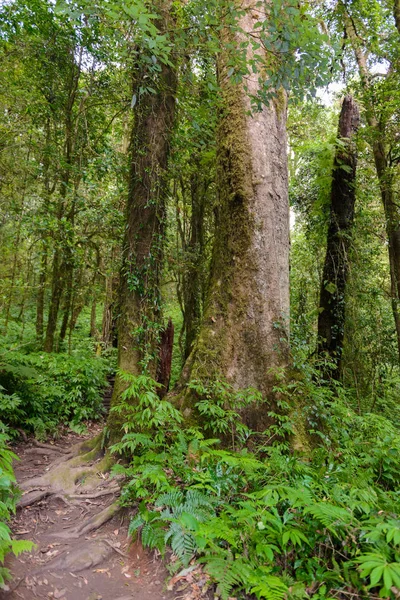 Kew Mae Pan Nature Trail Trilha Trekking Que Leva Através — Fotografia de Stock