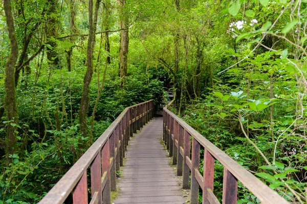Kew Mae Pan Naučná Stezka Pěší Stezka Vedoucí Přes Džungli — Stock fotografie