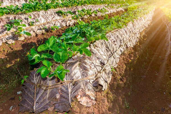 Rows of cultivation strawberries in a strawberry farm at doi angkhang mountain, chiangmai, thailand