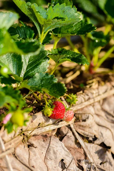 Gros Plan Lignes Culture Fraises Dans Une Ferme Fraises Doi — Photo