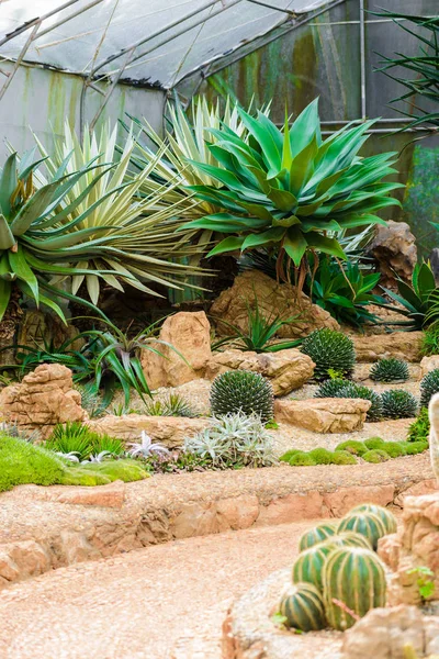 植物園の温室で成長している砂利の多くのサボテン種のグループ — ストック写真