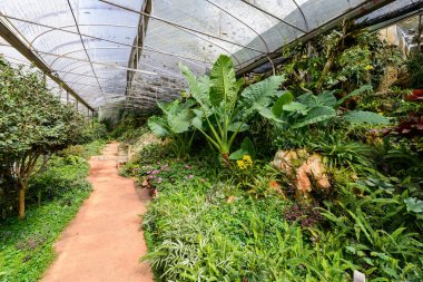 Sera bitki ve çiçekler göster Royal tarım Station Angkhang, Chiang Mai, Tayland. Halka açık yerlerde turizm
