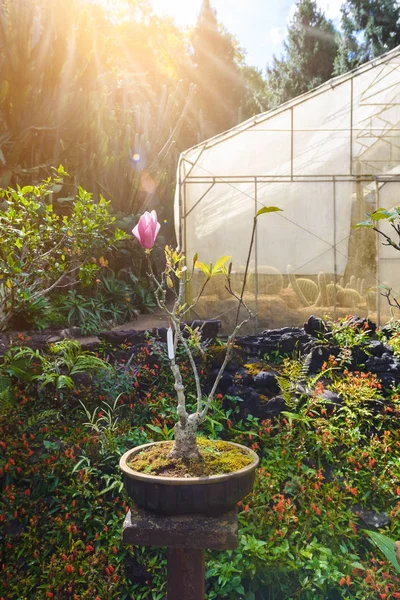 Magnolia Rosa Blomma Träd Blommor Närbild Grenen Utomhus Trädgården — Stockfoto